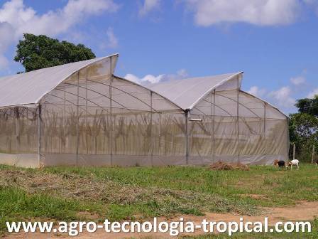 Invernaderos donde se realizo la siembra de pimenton